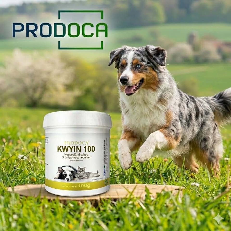 Wenn die Pfoten Hilfe brauchen: Warum Grünlippmuschel für Hund & Katze so wertvoll ist